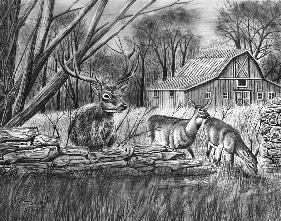 900x707 Deer Field Drawing - Field Drawing