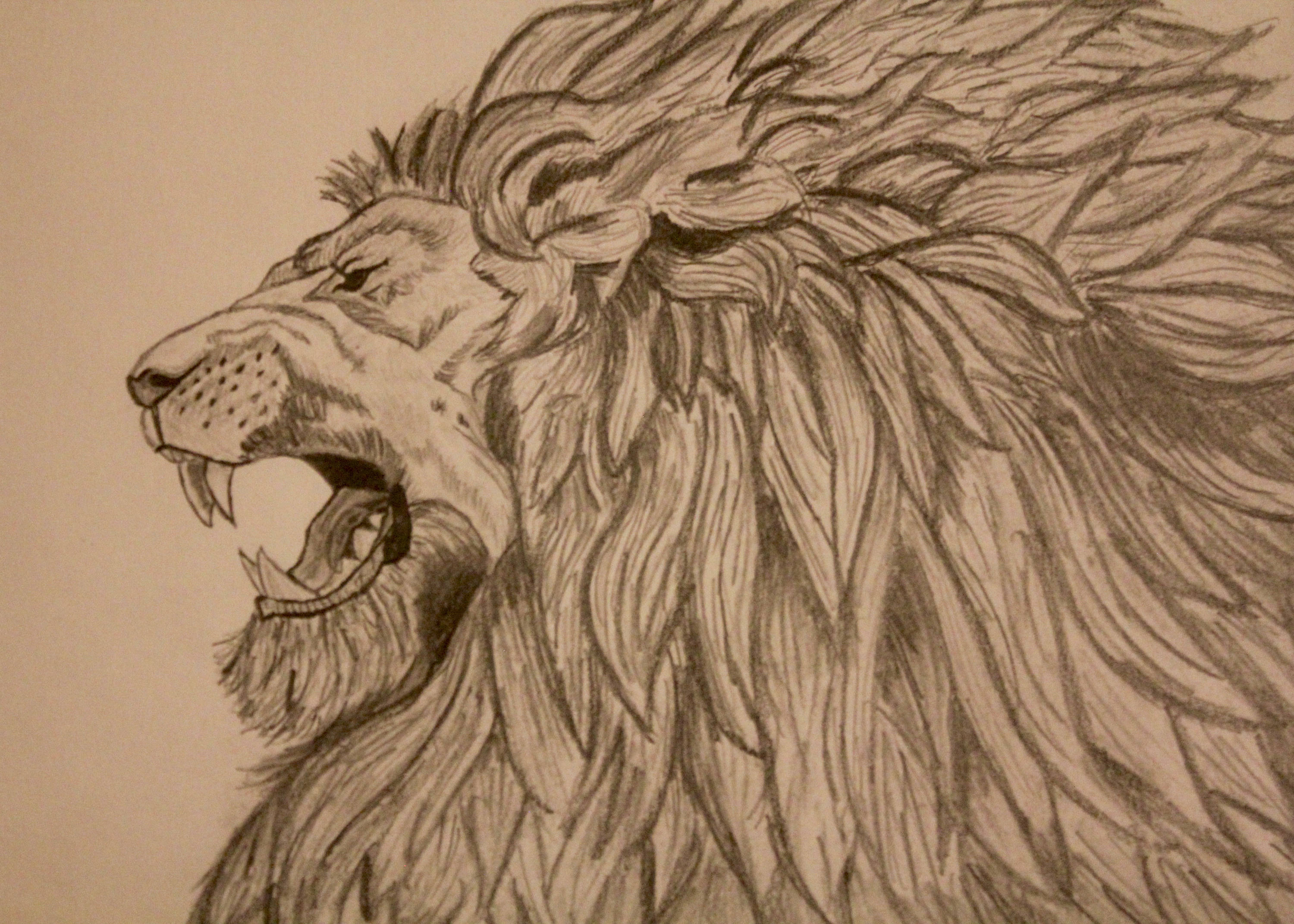 3000x2143 fierce lion sketch etsy - Fierce Lion Drawing