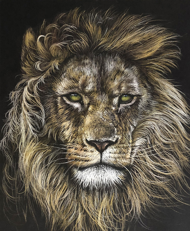 659x800 lion animal art - Fierce Lion Drawing