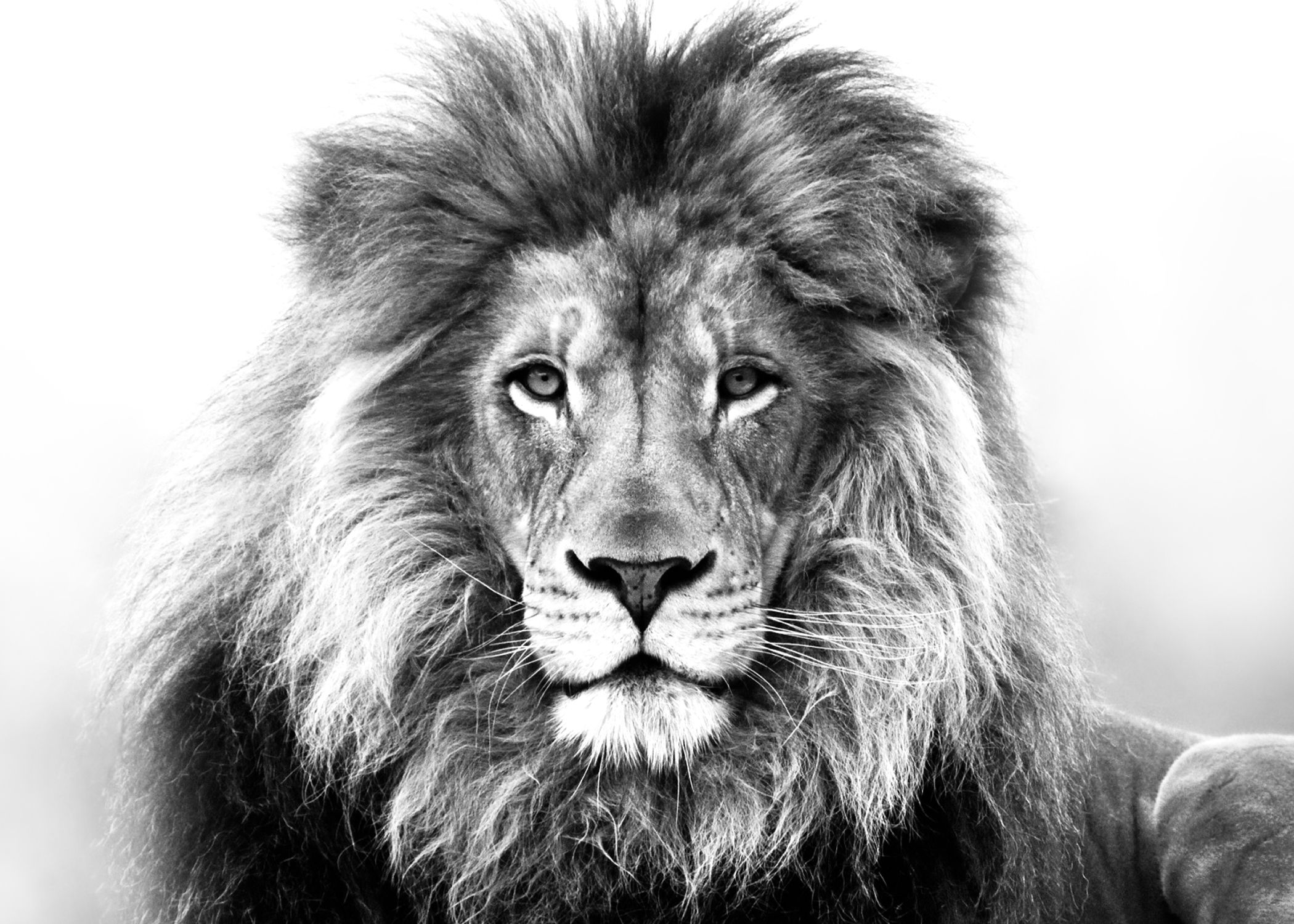 2100x1500 lion drawings - Fierce Lion Drawing