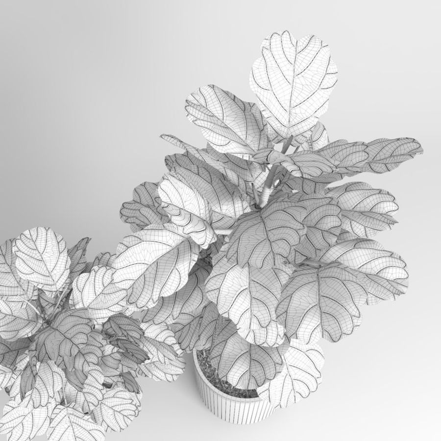 Fig Leaf Drawing