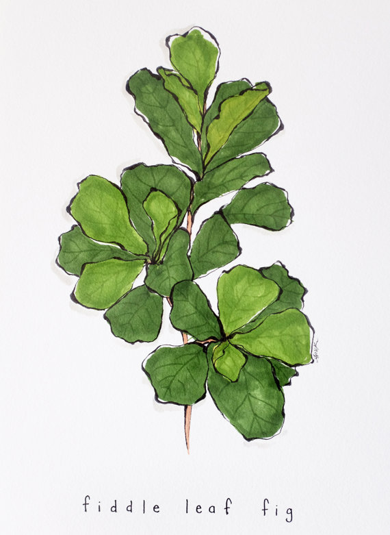 570x781 fiddle leaf fig art print - Fig Leaf Drawing