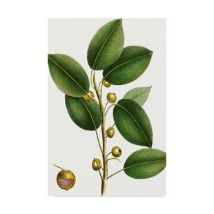 310x310 fig tree wayfair - Fig Leaf Drawing