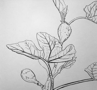 375x351 fig leaf drawing - Fig Leaf Drawing