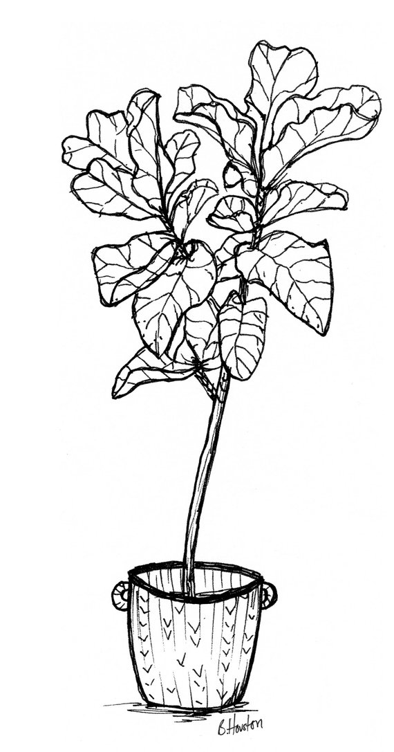 Fig Leaf Drawing at PaintingValley.com | Explore collection of Fig Leaf ...