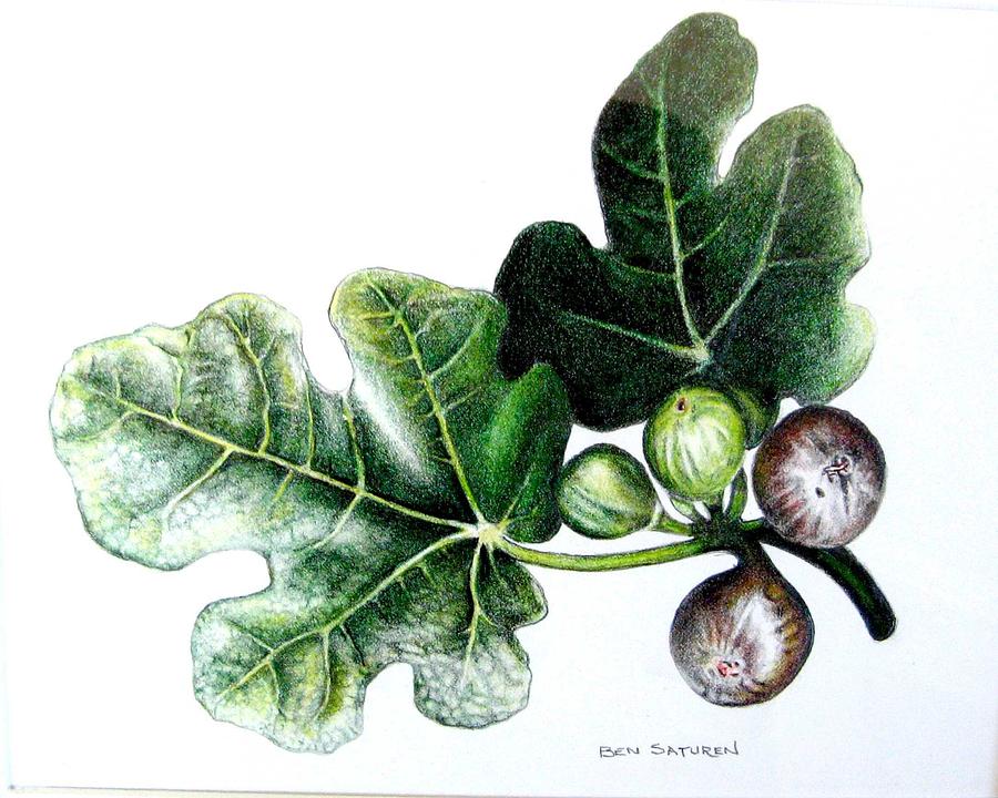 900x720 Figs Drawing - Fig Leaf Drawing