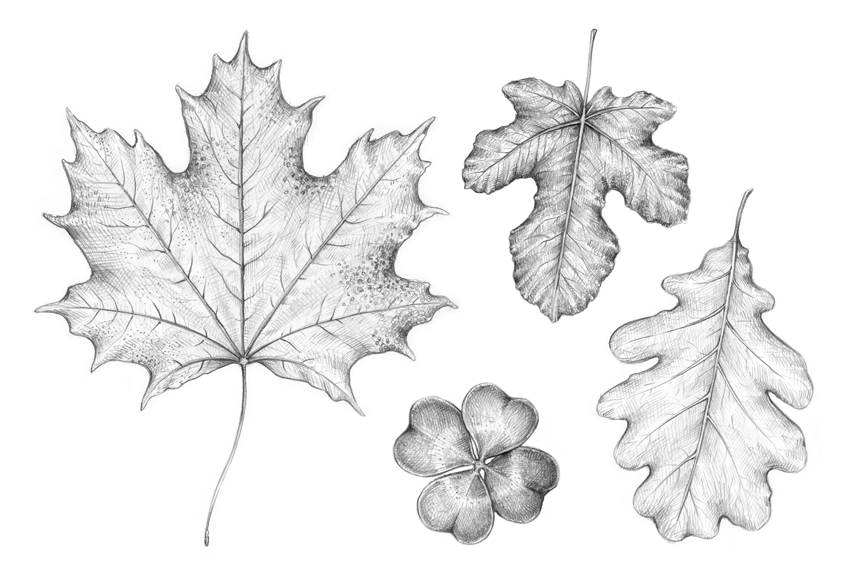 850x582 how to draw a leaf new tutorial on envato tuts eugenia hauss - Fig Leaf Drawing