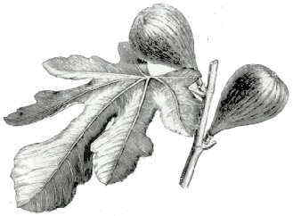 329x242 Properties Of Figs - Fig Leaf Drawing
