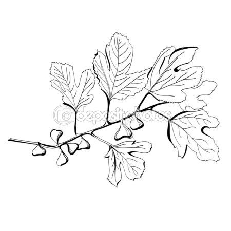 450x450 stylized black and white drawing of a branch of fig tree baby - Fig Leaf Drawing