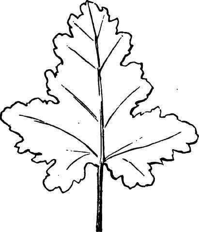 411x479 fig leaf coloring - Fig Leaf Drawing