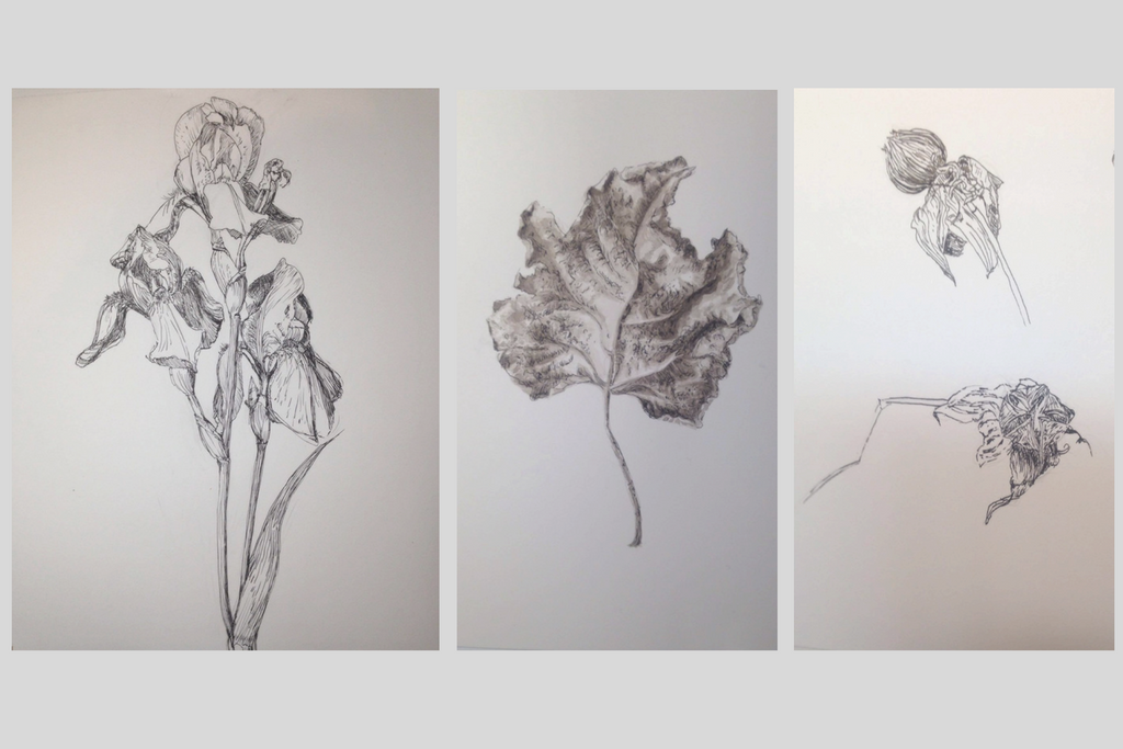 1024x683 Botanical Art Drawing A Garden - Fig Leaf Drawing