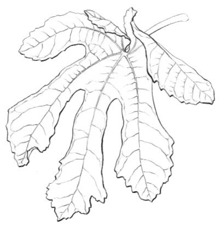 450x458 Education Forum - Fig Leaf Drawing