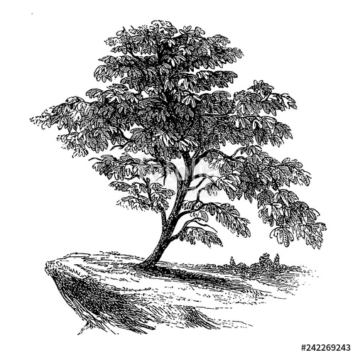 500x500 fig tree vintage illustrations stock image and royalty free - Fig Tree Drawing