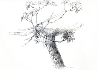 320x229 fig tree studies - Fig Tree Drawing