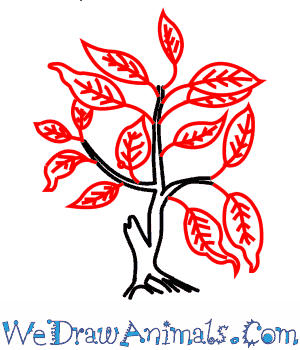 300x350 how to draw a fig tree - Fig Tree Drawing