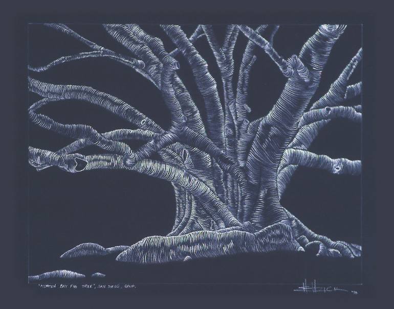 770x605 morton bay fig tree, san diego, ca drawing - Fig Tree Drawing