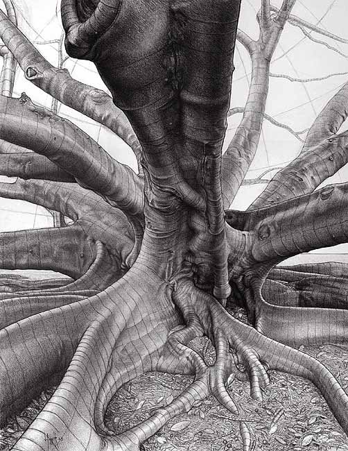 502x650 Neil Huggett's Gallery - Fig Tree Drawing