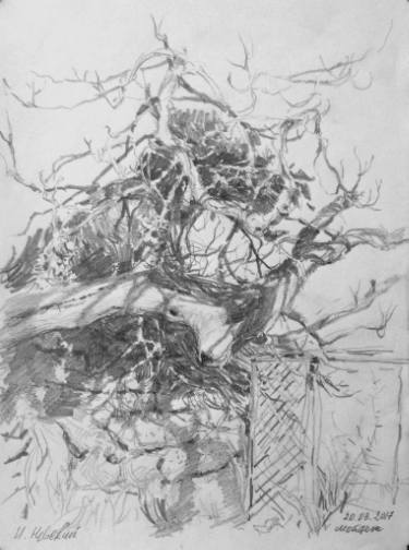 375x504 old fig tree drawing - Fig Tree Drawing