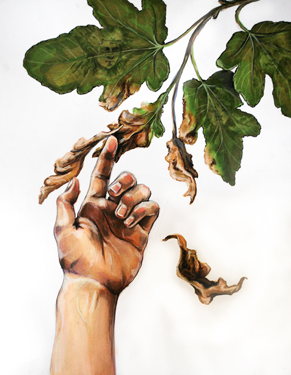 600x773 parable of the fig tree on risd portfolios - Fig Tree Drawing