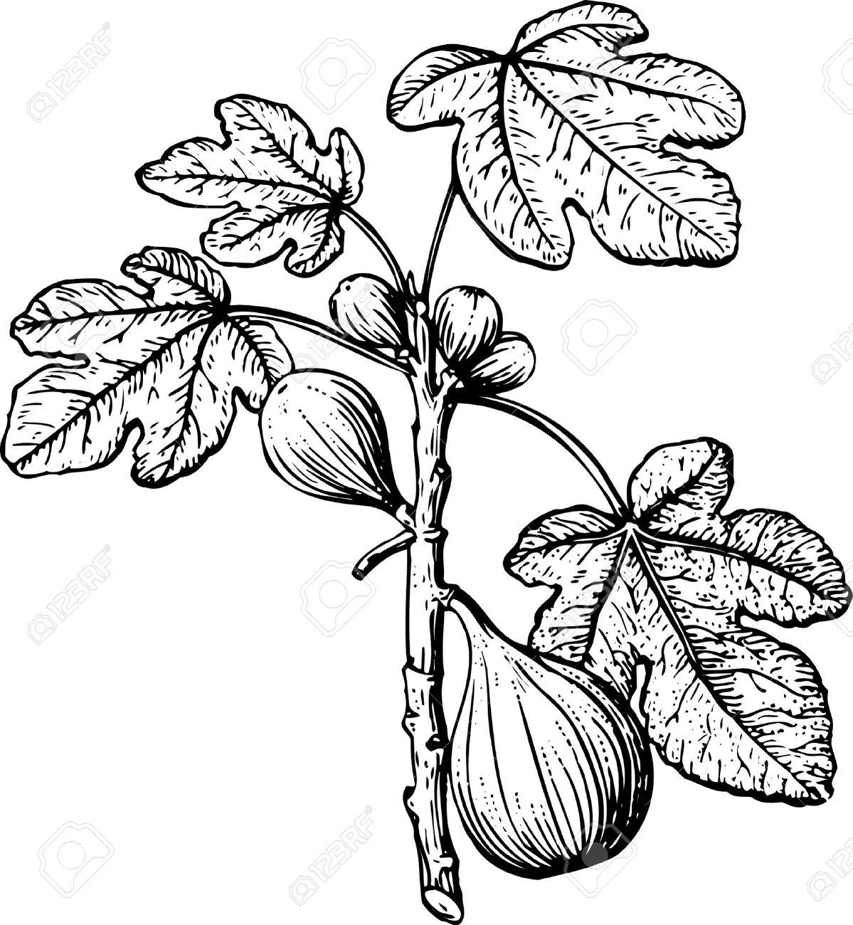 1199x1300 vine drawing fig tree for free download - Fig Tree Drawing