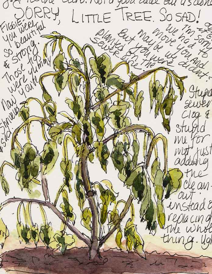 696x900 The Cycle Of Life And A New Year Figgy Survives! Jana Bouc, Artist - Fig Tree Drawing
