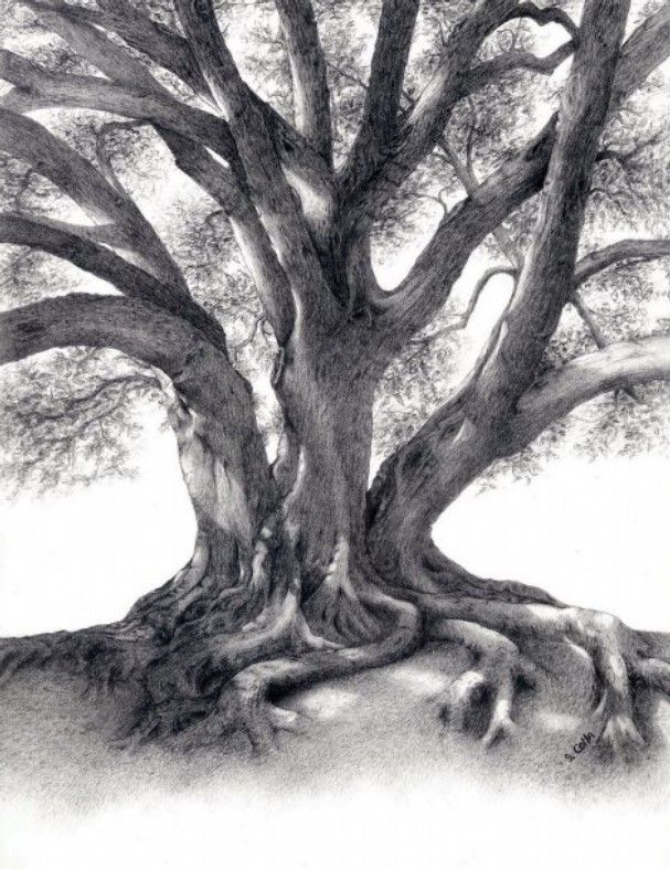 607x787 fig tree drawing art drawings, tree drawings pencil, pencil - Fig Tree Drawing
