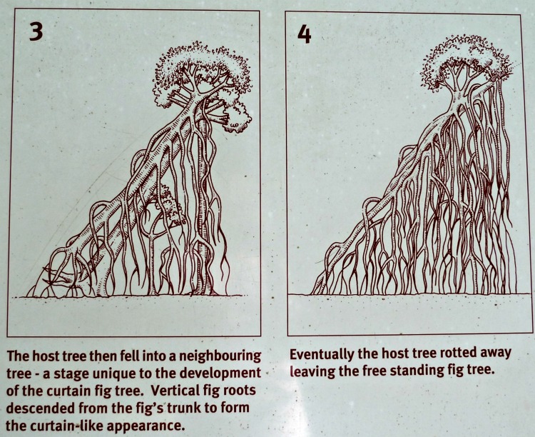 750x612 drawing the curtain on the curtain fig tree - Fig Tree Drawing