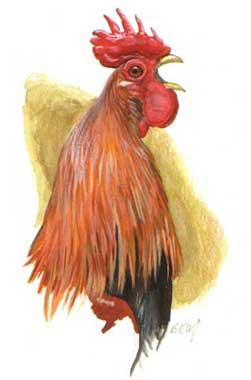 251x380 do roosters naturally fight - Fighting Rooster Drawings