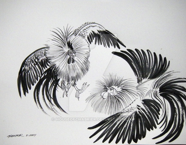 600x466 fighting roosters concept - Fighting Rooster Drawings