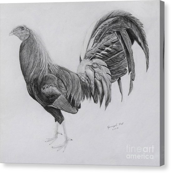 Fighting Rooster Drawings at Explore collection of