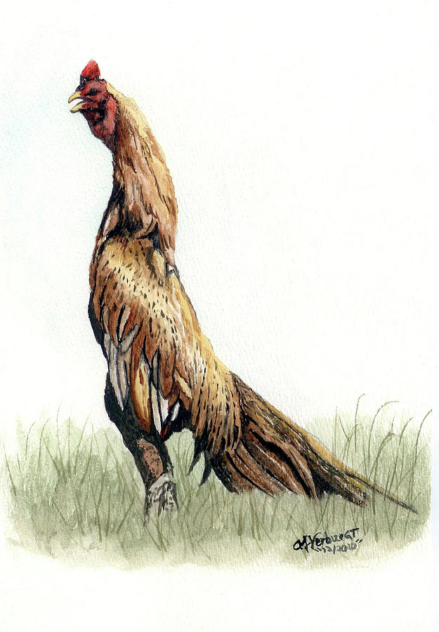 Fighting Rooster Drawings at Explore collection of