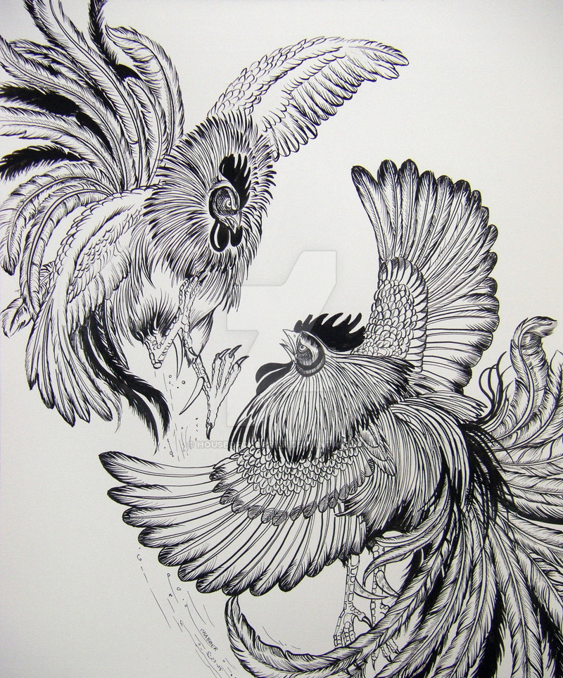 Fighting Rooster Drawings at Explore collection of