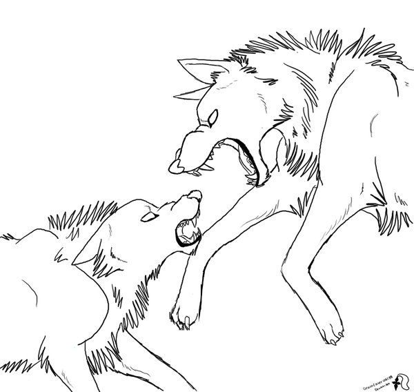 600x568 fighting wolves template - Fighting Wolves Drawing