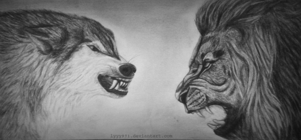 1024x479 Lion Vs Wolf Who's Going To Win This Fight - Fighting Wolves Drawing