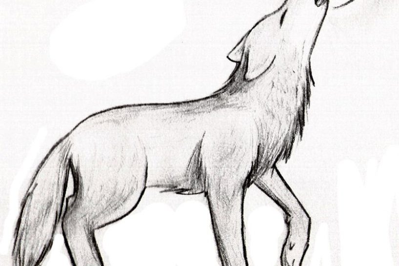 817x544 wolf drawings images drawn sketching pencil and in color imposing - Fighting Wolves Drawing