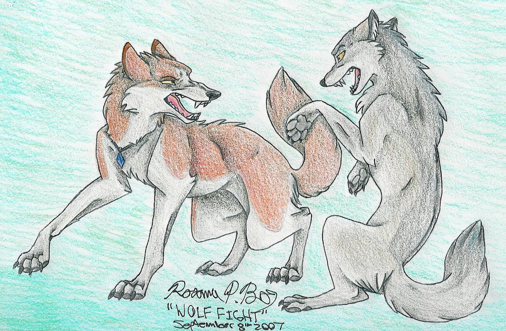 1024x670 Wolf Fighting Drawing - Fighting Wolves Drawing