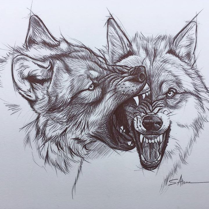 Fighting Wolves Drawing at Explore collection of
