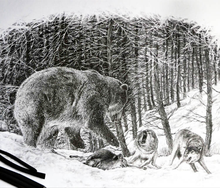 750x640 bear wolves fight drawing - Fighting Wolves Drawing
