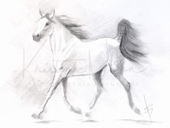 560x420 arab filly - Filly Drawing