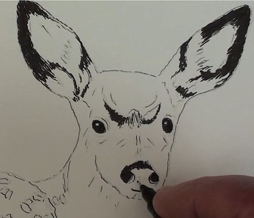 500x429 How To Draw Bambi In Pen And Ink Online Art Lessons - Final Drawing