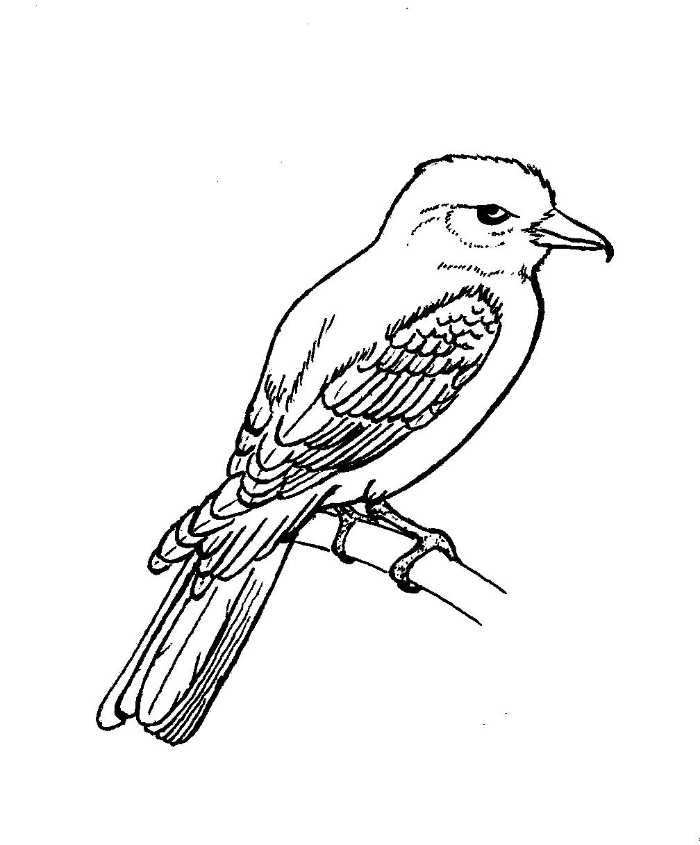 1008x1216 drawings and designs - Finch Drawing