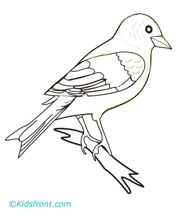 360x440 drawings of finches - Finch Drawing
