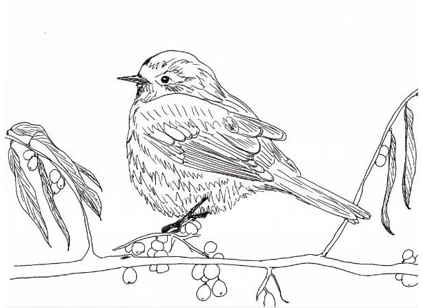 613x446 finch drawing picture drawing skill - Finch Drawing