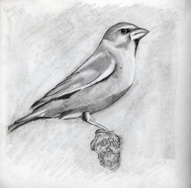 375x370 green finch drawing - Finch Drawing