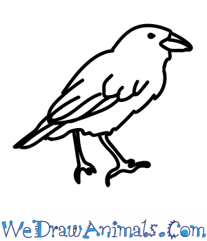 300x350 how to draw a cactus finch - Finch Drawing