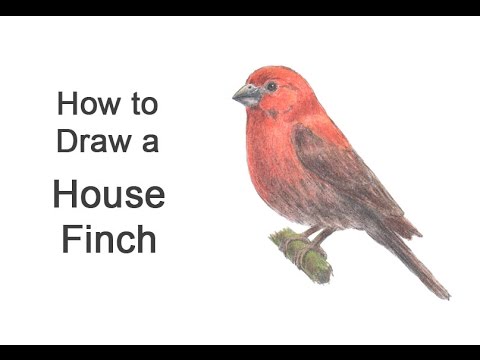 480x360 how to draw a house finch - Finch Drawing