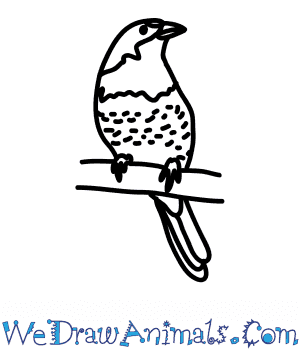 300x350 how to draw a melba finch - Finch Drawing