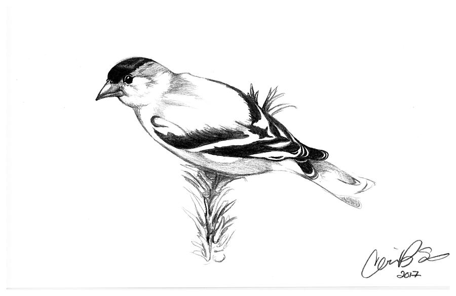 900x585 yellow finch drawing - Finch Drawing