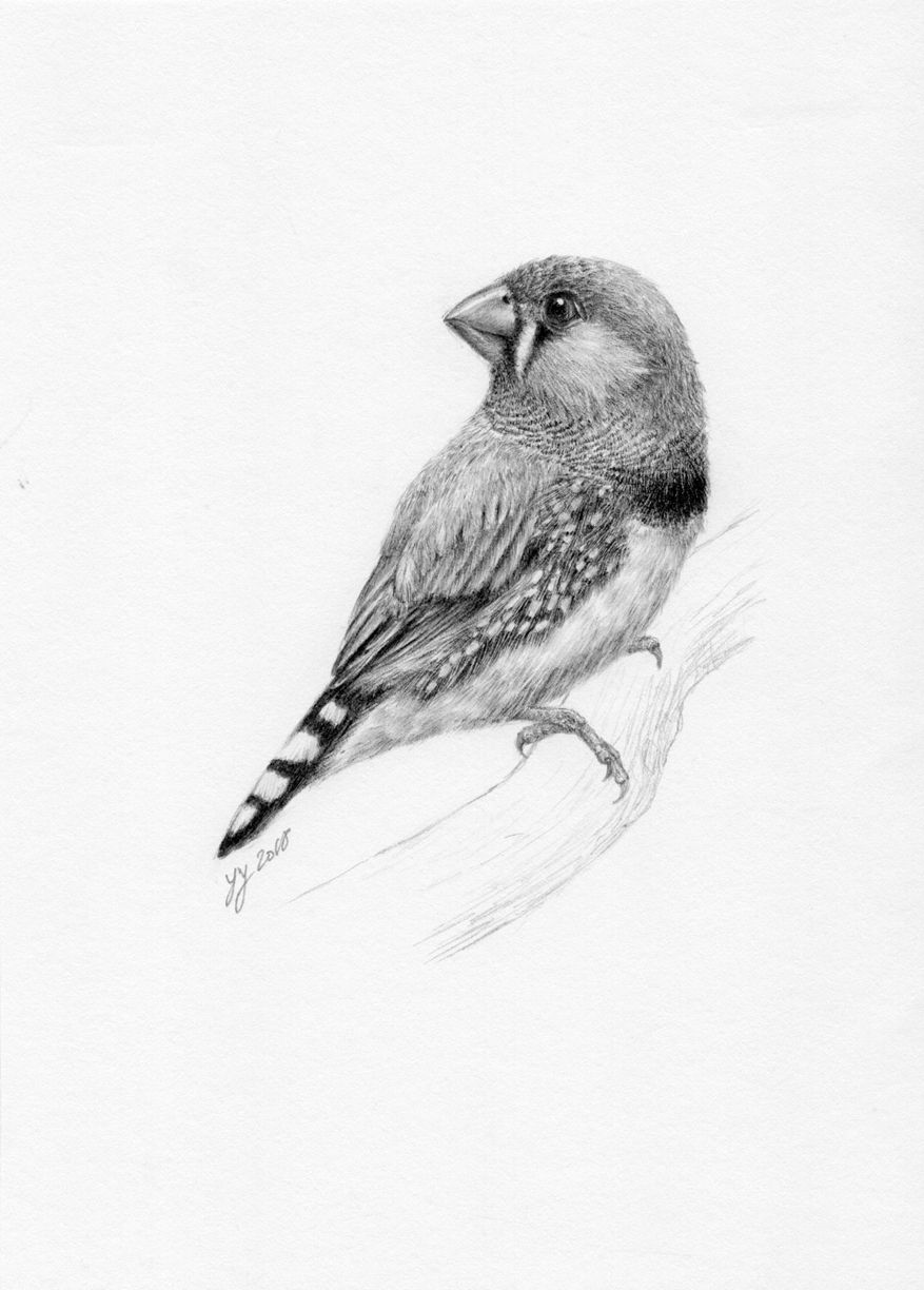 877x1224 zebra finch - Finch Drawing