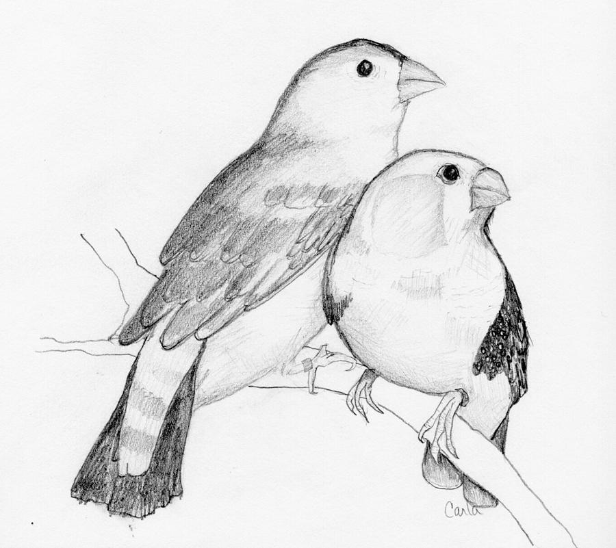 900x801 finch family drawing - Finch Drawing
